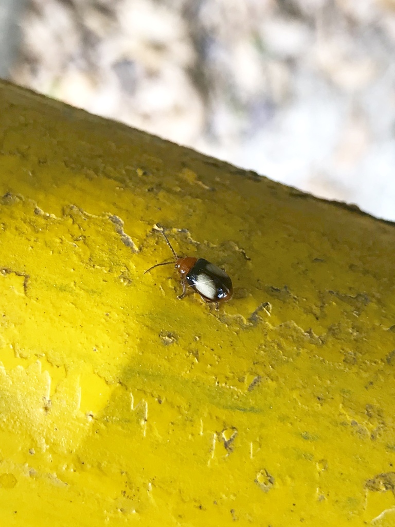 Phygasia ornata