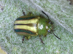 Calomela juncta