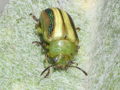 Calomela juncta