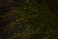 Baeckea linifolia