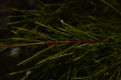 Baeckea linifolia