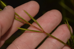 Baeckea linifolia