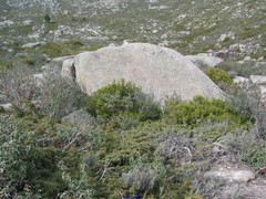 Juniperus communis saxatilis