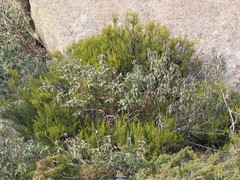 Juniperus communis saxatilis