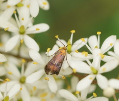 Nemophora sparsella