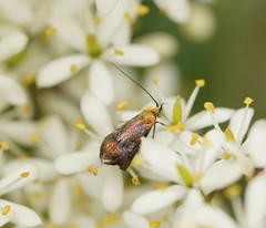 Nemophora sparsella