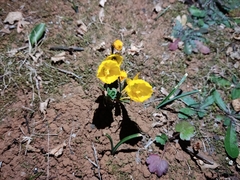 Narcissus obesus