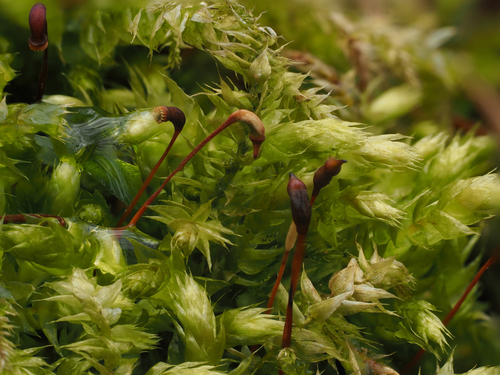 Žalioji trumpė nuotrauka