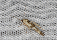 Stathmopoda melanochra