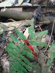 Macrocheraia grandis