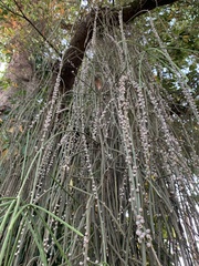 Rhipsalis lindbergiana