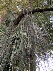 Rhipsalis lindbergiana