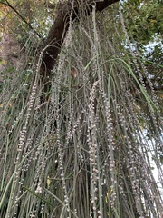 Rhipsalis lindbergiana