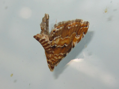 Elophila turbata