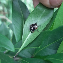 Chinavia erythrocnemis