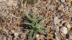 Cryptantha barbigera barbigera