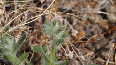 Cryptantha barbigera barbigera
