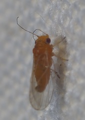 Heteropsylla