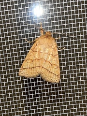 Pyreferra citrombra