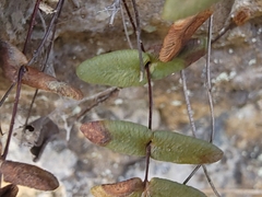 Pellaea glabella