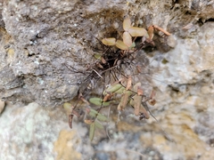 Pellaea glabella