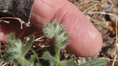 Cryptantha barbigera barbigera