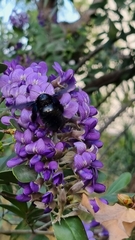 Xylocopa griswoldi