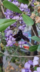 Xylocopa griswoldi