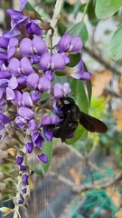 Xylocopa griswoldi