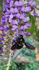 Xylocopa griswoldi