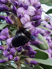 Xylocopa griswoldi