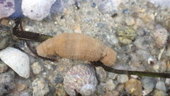 Scolanthus callimorphus