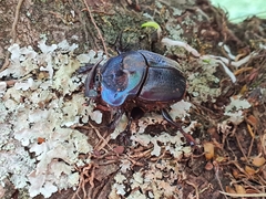 Coprophanaeus ensifer