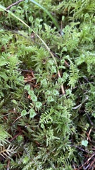 Leucolepis
