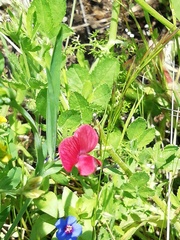 Lathyrus cicera