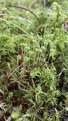 Leucolepis