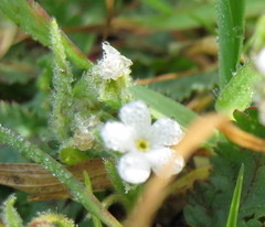 Pectocarya penicillata