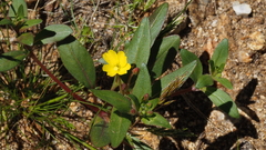 Camissoniopsis ignota