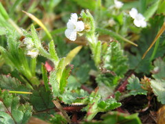 Pectocarya penicillata