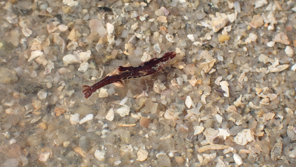 Chamaeleon Prawn