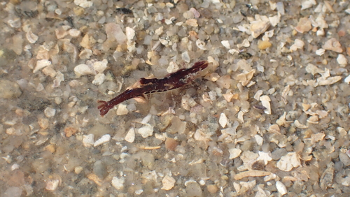 Chamaeleon Prawn