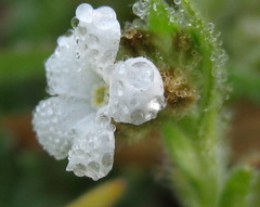 Pectocarya penicillata