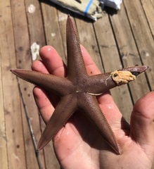 Astropecten verrilli