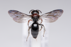 Callomelitta littleri