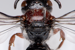 Callomelitta littleri