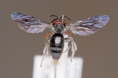 Callomelitta littleri