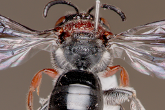 Callomelitta littleri