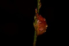 Paropsisterna hectica