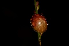 Paropsisterna hectica