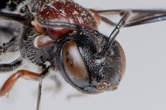 Callomelitta littleri